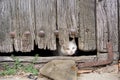 Wounded cat through old wooden door hole