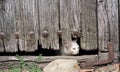 Wounded cat through old wooden door hole