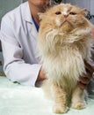 Wounded cat treated Royalty Free Stock Photo