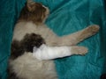 Wounded cat was treated in a clinic veterinary. An infected wound, infection