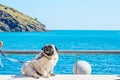 Dog French bulldog with a bandaged foot sits on a bench against the background of the sea