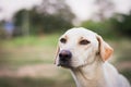 wounded dog sitting on grass Royalty Free Stock Photo