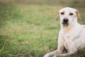 wounded dog sitting on grass Royalty Free Stock Photo