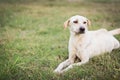 wounded dog sitting on grass Royalty Free Stock Photo