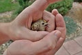 Wounded goldcrest in a man's hands Royalty Free Stock Photo