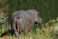 Wounded hippo