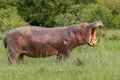 Wounded Hippopotamus, Roaring