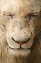 Wounded male lion - close up Royalty Free Stock Photo