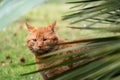 A wounded one-eyed red cat in the bushes. Street Fighter Royalty Free Stock Photo