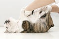 Wounded puppy Royalty Free Stock Photo