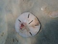 An underwater photo of a wounded sand dollar.