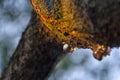 Wounded tree branch and resin Royalty Free Stock Photo