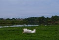 A wounded white horse lying on a grass land in summer Royalty Free Stock Photo