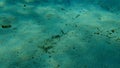 Wounded wide-eyed flounder Bothus podas undersea, Mediterranean Sea, Cape of Antibes. Royalty Free Stock Photo