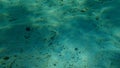 Wounded wide-eyed flounder Bothus podas undersea, Mediterranean Sea, Cape of Antibes. Royalty Free Stock Photo