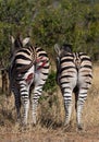 Wounded zebra standing together