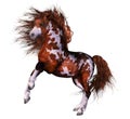 A wounderful horse Royalty Free Stock Photo