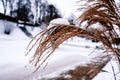 Wounderfull winter grass decoration with snow on the top Royalty Free Stock Photo
