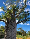 Wounds of big old Baobab, Boab Tree with rough patch from tissue