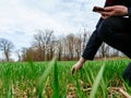 Woung agriculture woman biologist inspecting the harvest Royalty Free Stock Photo