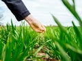 Woung agriculture woman biologist inspecting the harvest Royalty Free Stock Photo