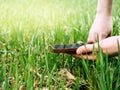 Woung agriculture woman biologist inspecting the harvest Royalty Free Stock Photo