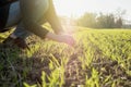 Woung agriculture woman biologist inspecting the harvest Royalty Free Stock Photo