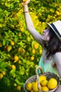 woung woman picking lemons with a green dress Royalty Free Stock Photo