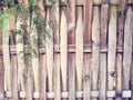Woven bamboo fence texture background with asparaga leaves