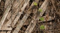 Woven bamboo, retaining the soil of the rice fields so as not to erode