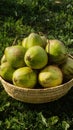 Woven basket brimming with fresh and ripe tropical coconuts Royalty Free Stock Photo