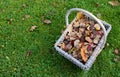 Woven basket of fall leaves on grass Royalty Free Stock Photo