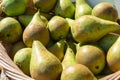 Woven basket filed with fresh ripe yellow pears