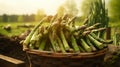 Woven basket filled with crisp, vibrant asparagus