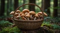 Basket Full of Freshly Picked Mushrooms in Forest Setting Displaying Natural Beauty Royalty Free Stock Photo
