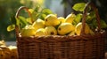 Woven basket filled with ripe, fragrant quinces