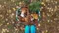 Woven basket of mushrooms and evergreen branch gathered by in forest