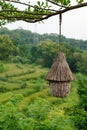 A woven bird nest made of dried coconut leaves, hanging beneath a ketapang tree