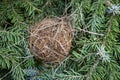 Woven bird\'s nest - twigs, sticks, within dense, green needles of conifer tree