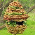 Woven reed nest attracts birds Royalty Free Stock Photo