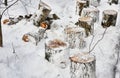 Woven trees in the winter forest