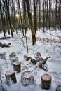 Woven trees in the winter forest on yellow sunset