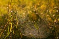 Woven web on the meadow. There is a web between the blades of grass. Morning dew and water drops. Beautiful bokeh Created with an Royalty Free Stock Photo