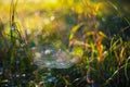 Woven web on the meadow. There is a web between the blades of grass. Morning dew and water drops. Beautiful bokeh Created with an Royalty Free Stock Photo