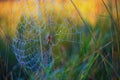 Woven web on the meadow. There is a web between the blades of grass. Morning dew and water drops. Beautiful bokeh Created with an Royalty Free Stock Photo