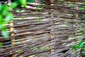 Woven willow fence, twined bindweed against a background of green grass