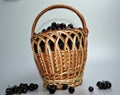 Woven wooden basket with a black large berry