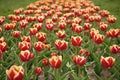 Wow. Landscape of Netherlands tulips. Spring season travel. Colorful spring tulip field. multicolored vibrant flowers