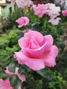 Wow pink rose view