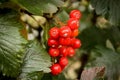 WOW! Red berries